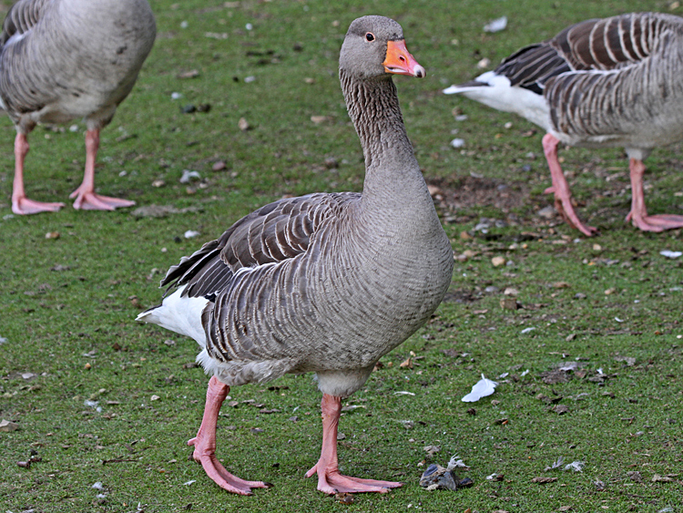 domestic Greylag Goose x Swan Goose hybrid